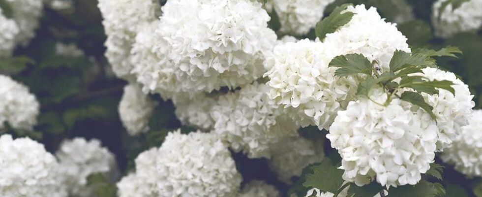 Белая гортензия в саду: 5 причин, почему она вам нужна
