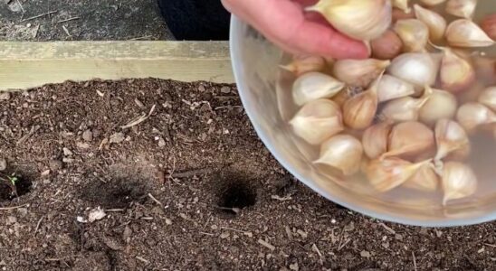 Как правильно обрабатывать грядки с чесноком, чтобы избежать болезней: лайфхаки для дачниц