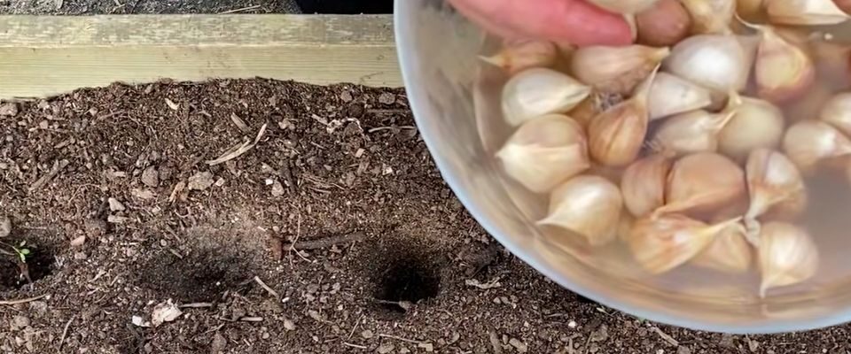 Как правильно обрабатывать грядки с чесноком, чтобы избежать болезней: лайфхаки для дачниц