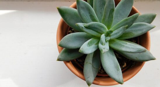 Неприхотливые растения: 7 идей для вашего сада без лишних хлопот