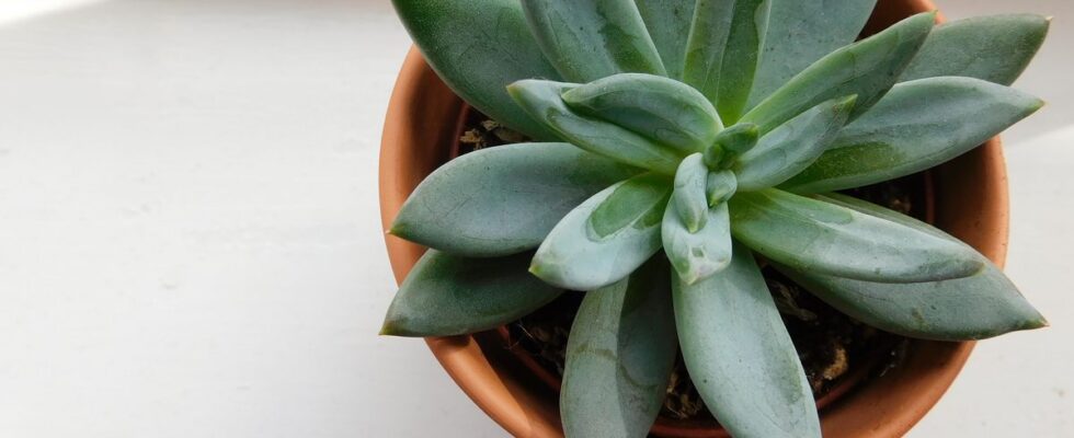 Неприхотливые растения: 7 идей для вашего сада без лишних хлопот