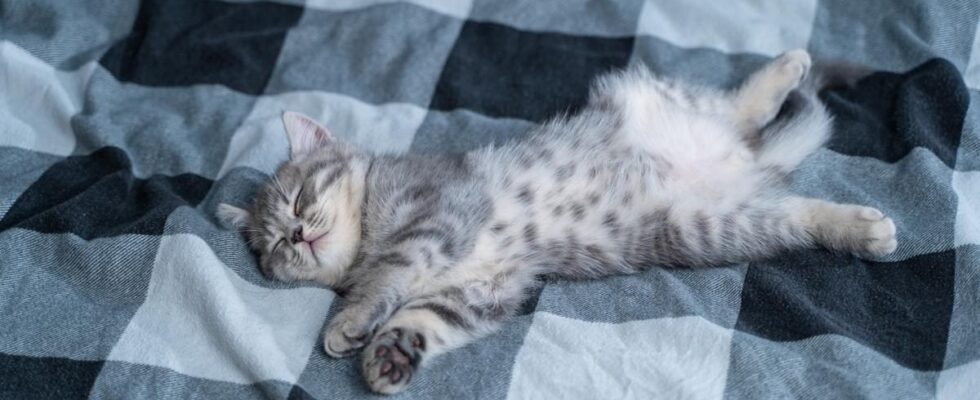 Можно ли спать с котом в одной постели: что нужно знать каждому