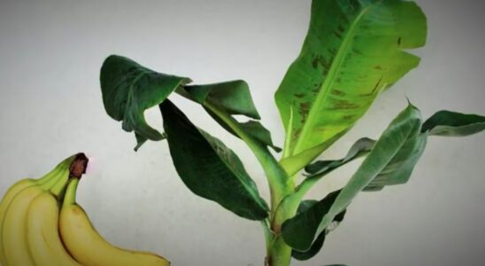 Как ухаживать за тюльпанами весной: подкормка для яркого и пышного цветения