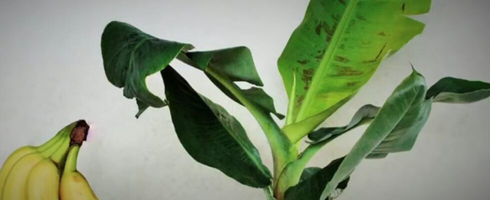 Как ухаживать за тюльпанами весной: подкормка для яркого и пышного цветения