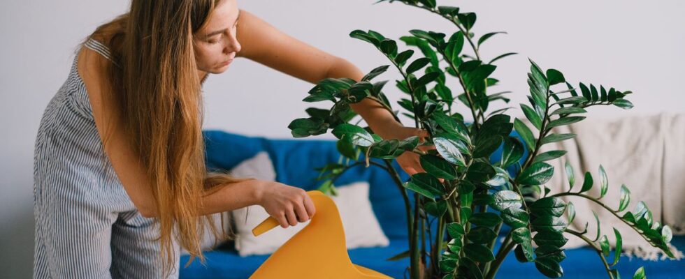 Мясная вода для домашних растений: неожиданный лайфхак для пышного цветения