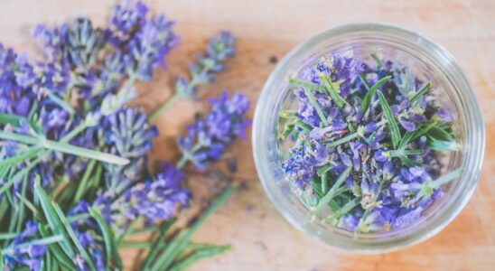 Лайфхаки по выращиванию шалфея: секреты посадки и ухода для вашего сада