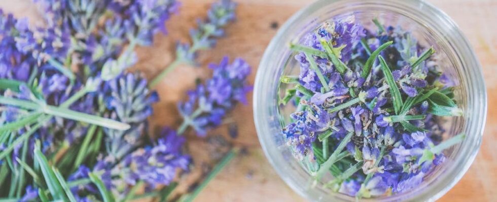 Лайфхаки по выращиванию шалфея: секреты посадки и ухода для вашего сада