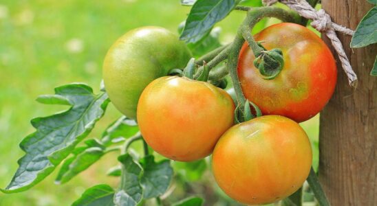 Признаки нехватки йода у растений и как это исправить