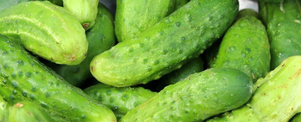 Что такое гуматы и как их правильно применять: полезные советы для ухода за растениями