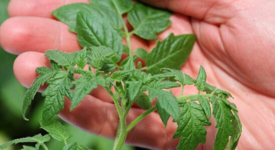 Польза вишни войлочной: почему стоит посадить ее каждому дачнику