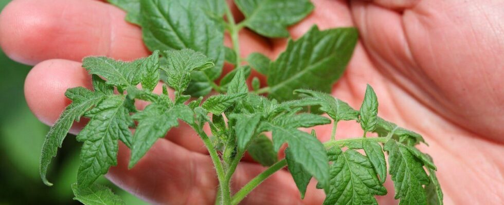 Польза вишни войлочной: почему стоит посадить ее каждому дачнику