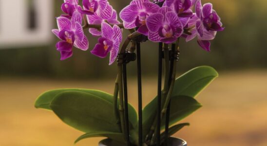 Орхидея: 4 опасных удобрения, которые ей не подходят