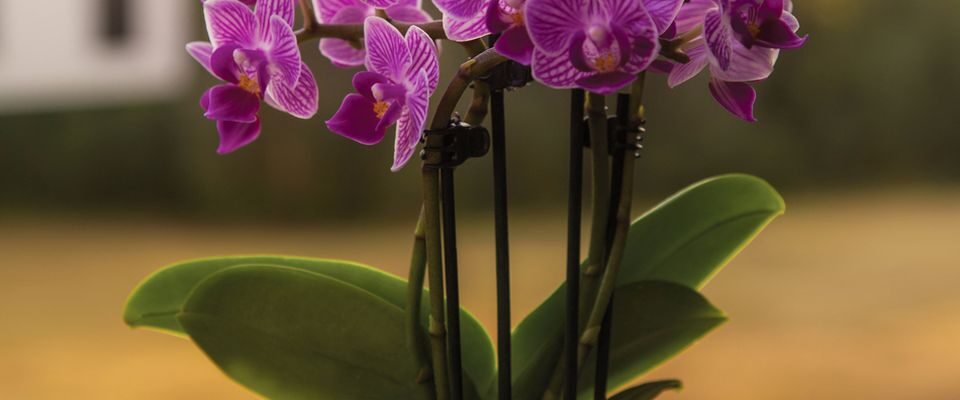 Орхидея: 4 опасных удобрения, которые ей не подходят