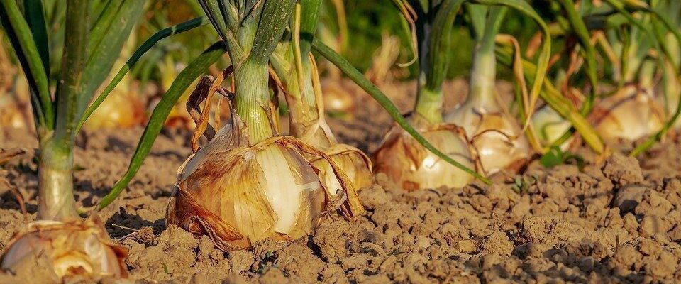 Секреты идеального урожая: собираем, сушим и храним лук как профессионал