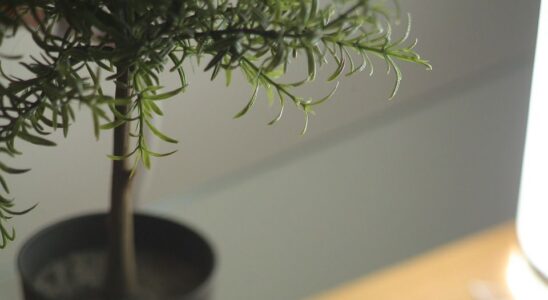 Уход за комнатными растениями осенью: полезные советы для начинающих