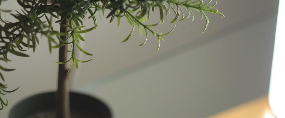 Уход за комнатными растениями осенью: полезные советы для начинающих