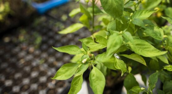 Зимний урожай: лайфхак посева семян на рассаду "в кипятке"