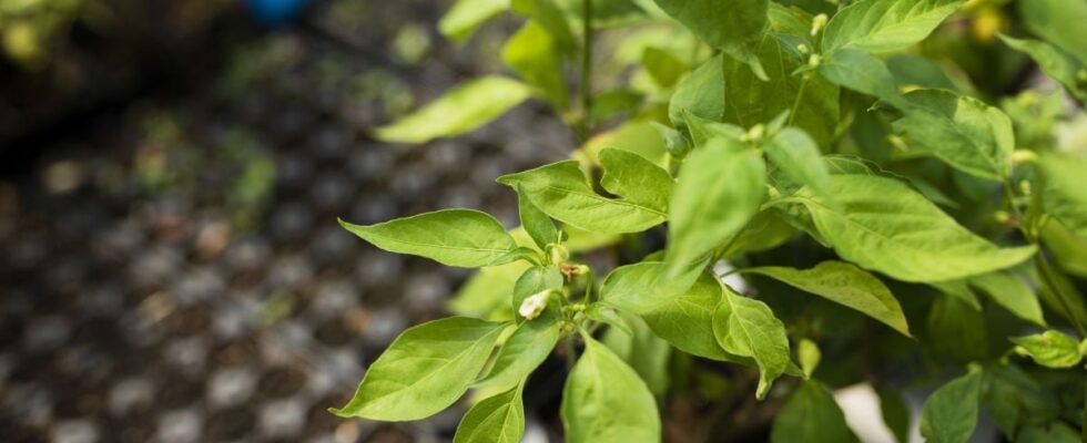 Зимний урожай: лайфхак посева семян на рассаду "в кипятке"
