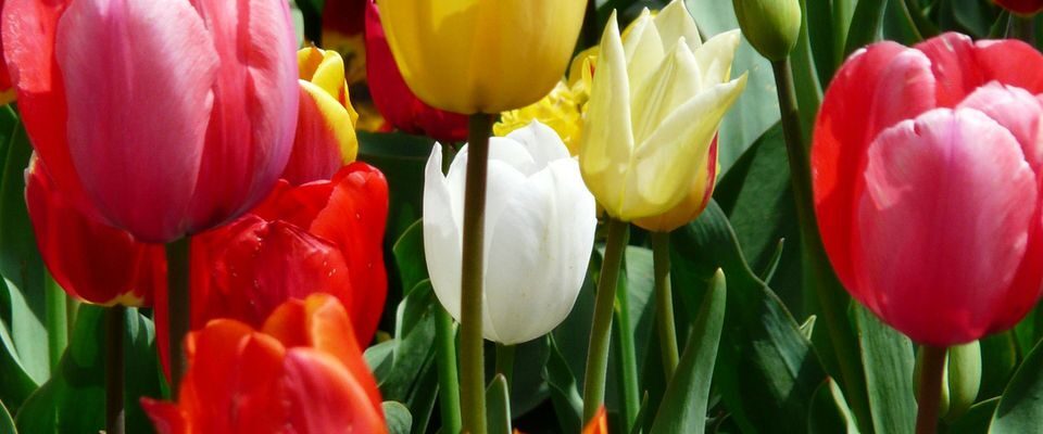 Как ухаживать за тюльпанами весной: подкормка для яркого и пышного цветения