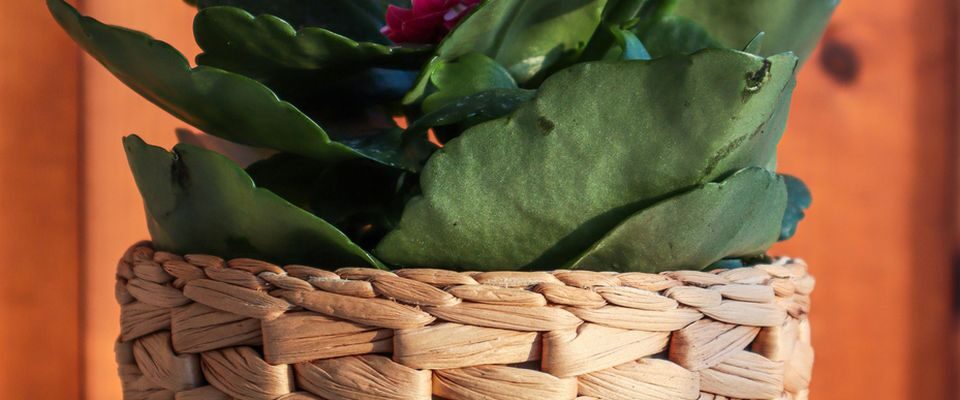 Почему не цветет каланхоэ: 7 частых ошибок в уходе и как их исправить