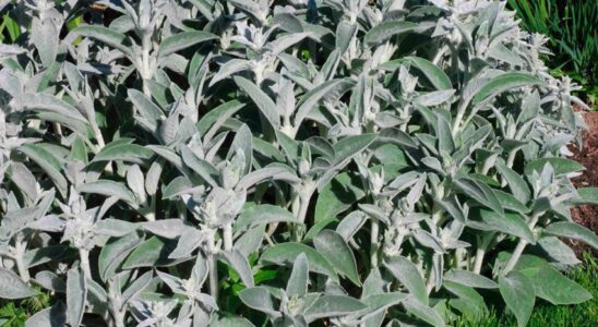 Как вырастить стахис и чем полезен этот растение: советы для начинающих