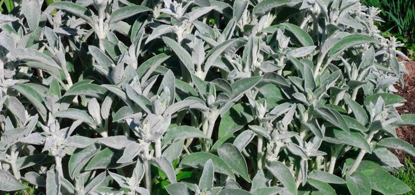 Как вырастить стахис и чем полезен этот растение: советы для начинающих