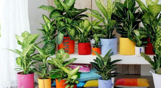 Диффенбахия: все секреты ухода, приметы и интересные факты