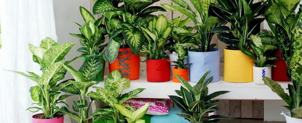 Диффенбахия: все секреты ухода, приметы и интересные факты