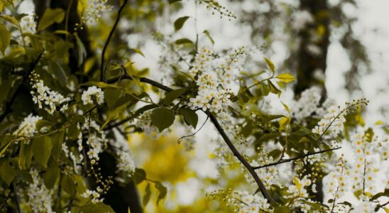 Что нужно сделать в саду в июне: полезные лайфхаки для ухода за участком