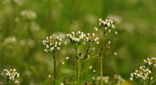 Как избавиться от борщевика на даче: эффективные способы борьбы с быстро размножающимся сорняком