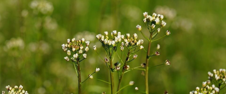 Как избавиться от борщевика на даче: эффективные способы борьбы с быстро размножающимся сорняком