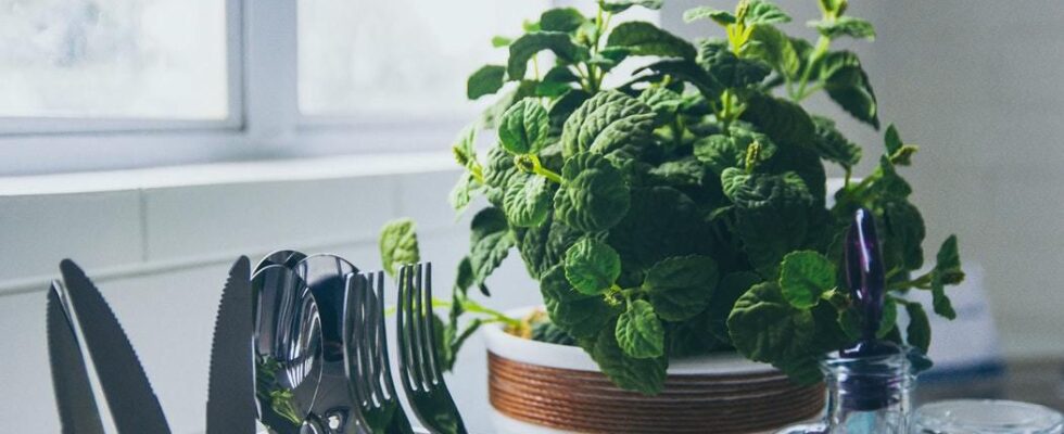 Как ухаживать за комнатными растениями во время отпуска: секреты для вашего дома