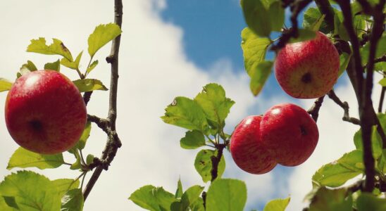 Что сажать на огороде в июле: лучшие растения для летнего посева