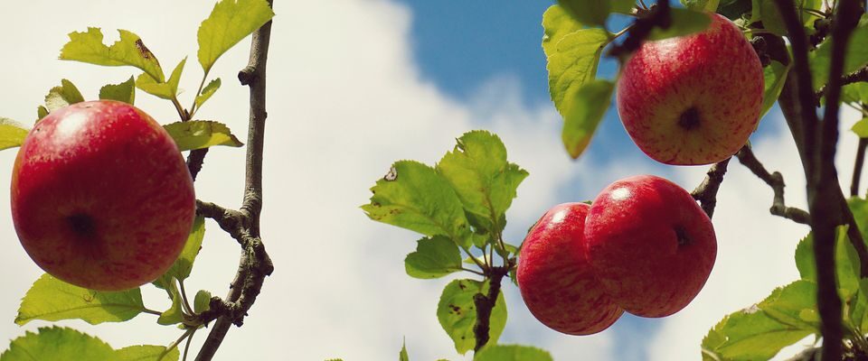 Что сажать на огороде в июле: лучшие растения для летнего посева