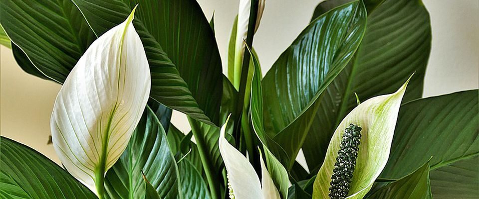 Цветок женского счастья: где поставить дома, чтобы привлечь удачу, любовь и финансовый успех