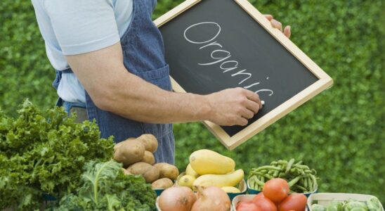 Как определить кислотность почвы на участке с помощью листьев смородины: простой народный способ