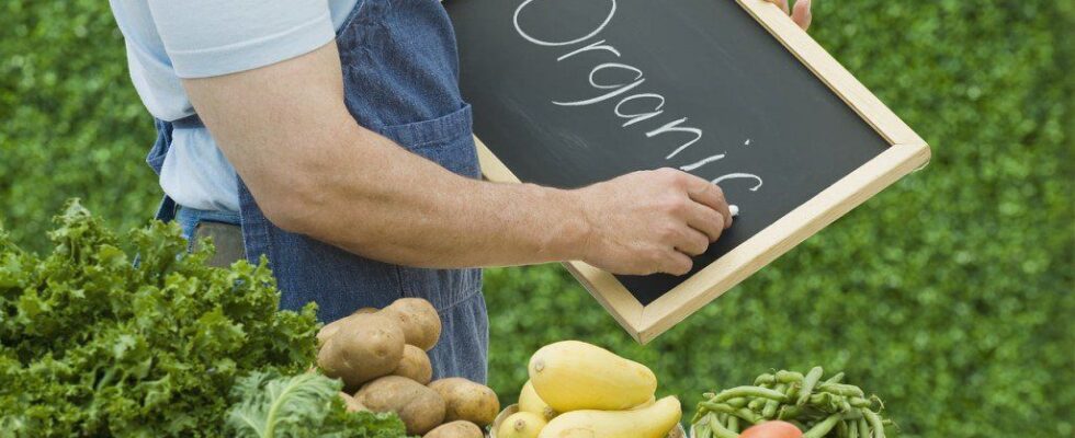 Как определить кислотность почвы на участке с помощью листьев смородины: простой народный способ