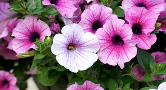 Как добиться пышного цветения петуний: секреты подкормки на каждом этапе