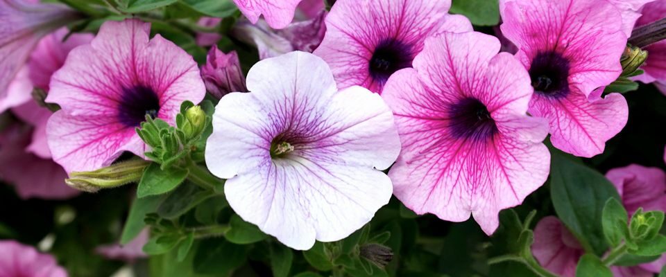 Как добиться пышного цветения петуний: секреты подкормки на каждом этапе