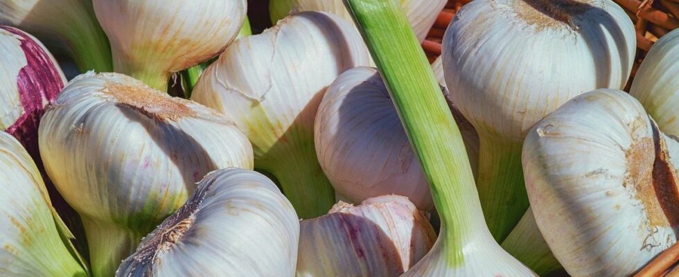 Хитрости посадки чеснока осенью: лайфхак для богатого урожая