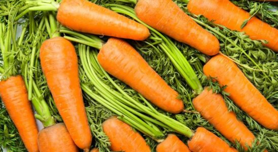 7 сладких сортов моркови: секреты выбора для всей семьи