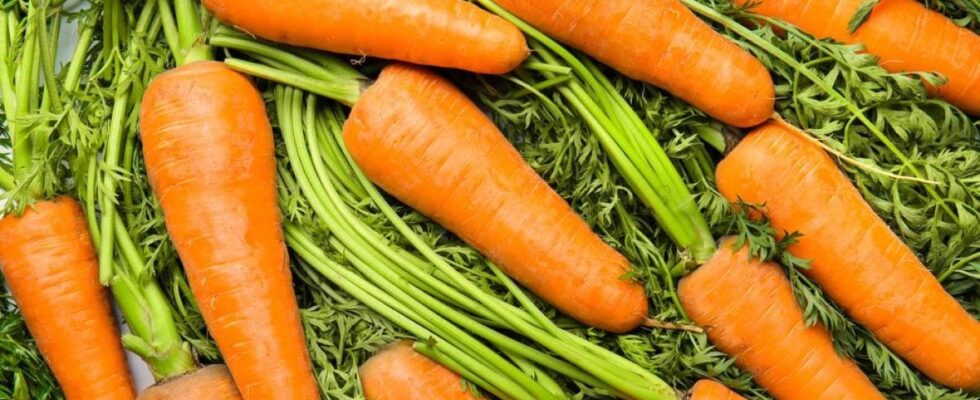 7 сладких сортов моркови: секреты выбора для всей семьи