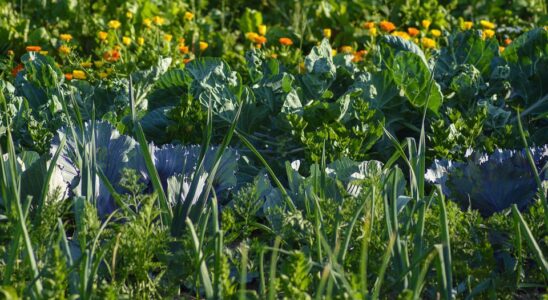 Соседи по грядке: какие овощи не уживаются вместе и почему