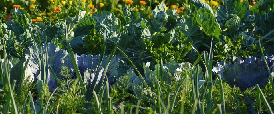 Соседи по грядке: какие овощи не уживаются вместе и почему