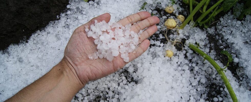 Как спасти урожай после града: советы для садоводов