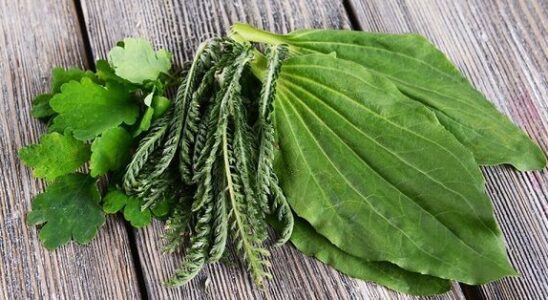 Подорожник: народные рецепты для женского здоровья и красоты