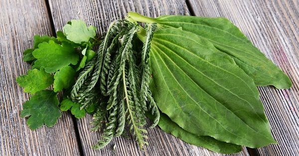 Подорожник: народные рецепты для женского здоровья и красоты