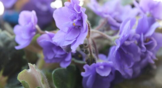 Секрет пышного цветения комнатных фиалок: натуральное удобрение раз в неделю