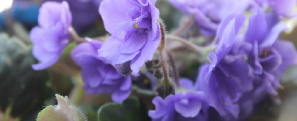 Секрет пышного цветения комнатных фиалок: натуральное удобрение раз в неделю