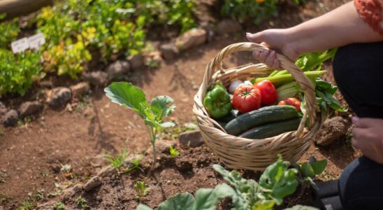 Секреты сладких огурцов: как вырастить и спасти урожай от горечи
